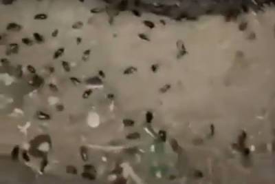 Около дома с отравленными арбузом москвичами появились «орды» тараканов