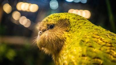 Популяция редких попугаев какапо избежала генетического вымирания