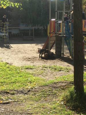 В Ветлосяне дворовой пес защитил детей от двух агрессивных амстаффов