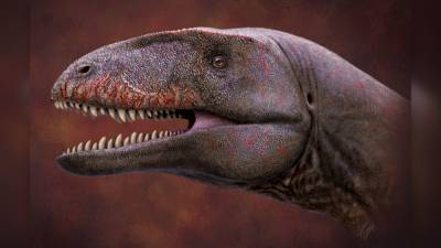 Ученые описали новый вид хищных динозавров, доминировавших до тираннозавров