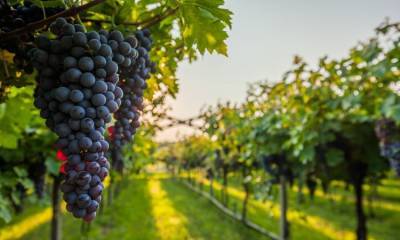 Обнародован объем переработанного винограда в Грузинской Кахетии