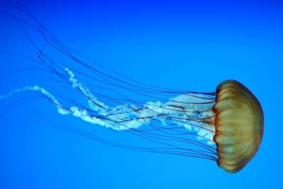 Британцы напуганы медузой, способной ужалить 150 человек одновременно