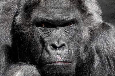 В США более дюжины горилл заразились коронавирусом