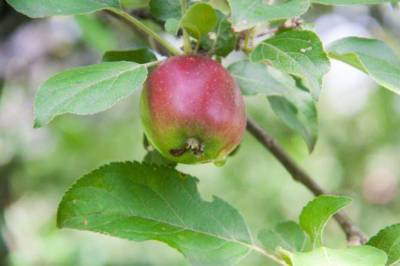 Что можно сажать рядом с яблоней: ошибки, которые совершают неопытные огородники