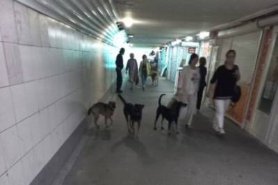 В Хабаровске становится больше уличных собак