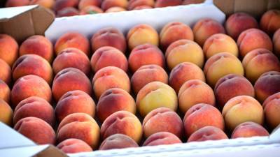 Ученые НИЯУ МИФИ разработали метод обнаружения яда во фруктах