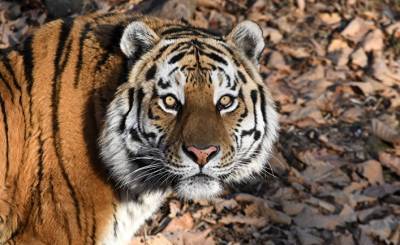 Токио симбун (Япония): китайские браконьеры — смертельная опасность для амурского тигра