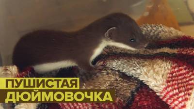 В иркутском Доме природы выхаживают детёныша ласки — видео