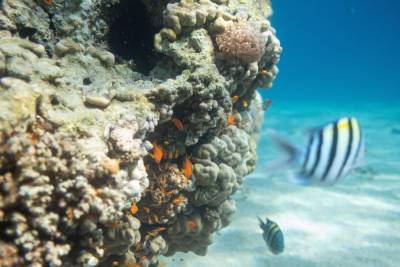 Отчет министерства экологии: эйлатский коралловый риф в опасности