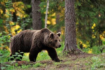 В Ярославской области активизировались медведи