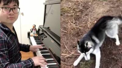 Парень начал подыгрывать на пианино животным и прославился в TikTok (Видео)