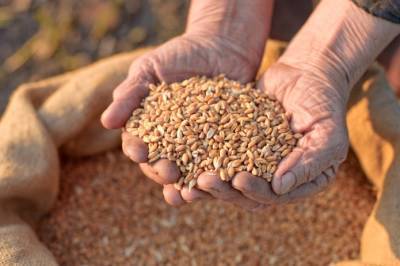 Александр Хмелевский - Эксперт: Выручка от экспорта украинской пшеницы увеличится на 50% - agroportal.ua - Украина