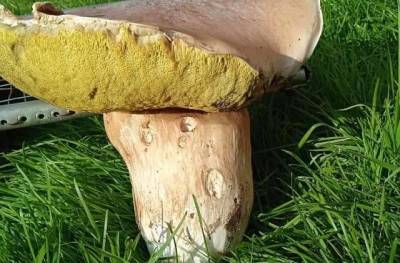 На Закарпатье нашли гигантский белый гриб (ФОТО)