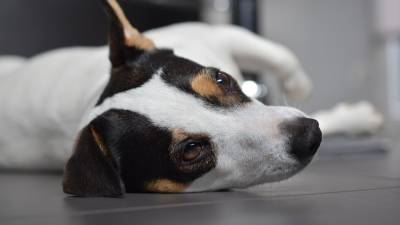 Аналитики британской организации Guide Dogs узнали, где и как любят спать собаки