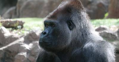 В США в зоопарке обнаружили вспышку коронавируса среди горилл