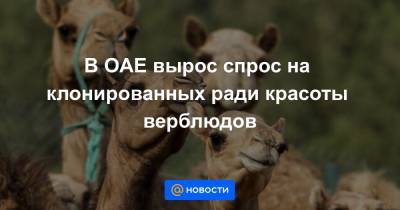 В ОАЕ вырос спрос на клонированных ради красоты верблюдов - news.mail.ru - Дубай