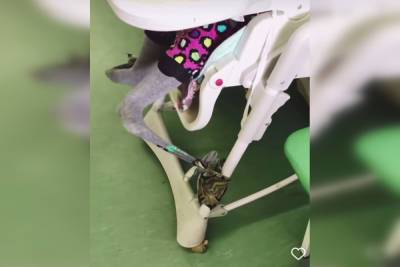 Прокуратура проверит инцидент с привязыванием маленького сироты за колготки к стульчику в петербургской больнице