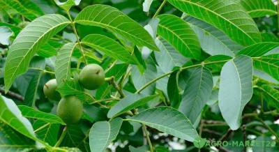 Листья грецкого ореха, как удобрение