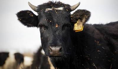 В Башкирии исправительная колония объявила тендер на покупку стада коров