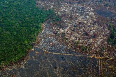WWF: Правительство должно остановить британские банки, финансирующие вырубку лесов - argumenti.ru - Бразилия - Индонезия - Экология