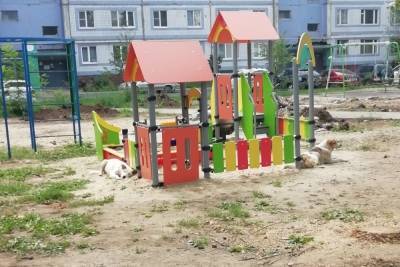 На улице Бирюзова в Рязани засняли бродячих собак на детской площадке