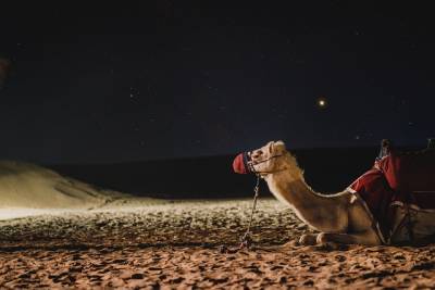 Лаборатория в Дубае клонирует верблюдов для конкурсов красоты и мира