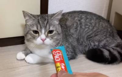 Курьез: кот, покоривший Youtube, попал в Книгу рекордов Гиннеса. ФОТО