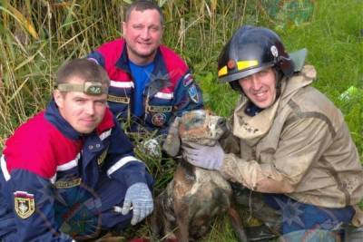 Со дна колодца спасатели достали напуганную собаку в Тосненском районе