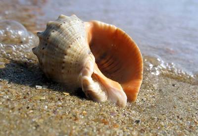 В Азовском море размножается существо, которое намного опаснее медуз