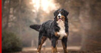 Бернский зенненхунд: вольнолюбивая и добродушная собака