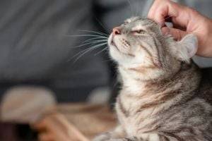 Как коты помогают организму выздороветь