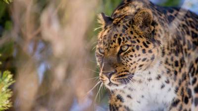 Сергей Горшков - Дальневосточный леопард оставил отметку на любимом дереве амурского тигра - mir24.tv - Лондон - Приморье край