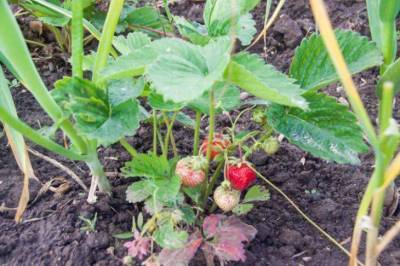 Когда надо пересаживать клубнику осенью: ошибки, из-за которых плохой урожай ягод