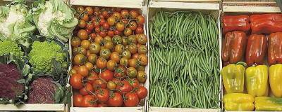 Эксперт напомнил, что продажа овощей облагается налогом, если площадь дачного участка более 0,5 га