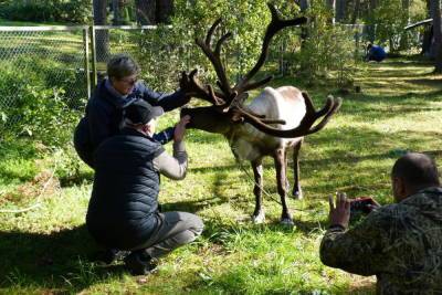 В Ботаническом саду Петрозаводска посетителей радовал северный олень