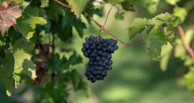 Сколько реально винограда растет в Армении? Появились первые подсчеты