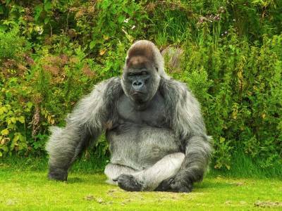 Группа горилл в зоопарке на юге США заразилась COVID-19