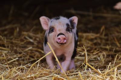 Жительницу Кстова накажут за распространение африканской чумы свиней