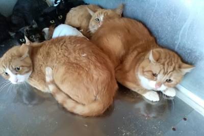 В Твери спасённым котам из животного концлагеря ищут дом