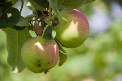 Почему яблоки на яблоне стали мелкими: как сделать, чтобы снова были большими