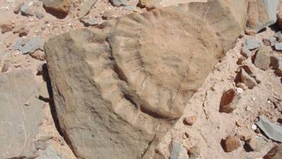 В Чили нашли кости доисторической крылатой ящерицы
