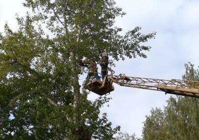 47 аварийных деревьев убрали возле социальных объектов Ульяновска