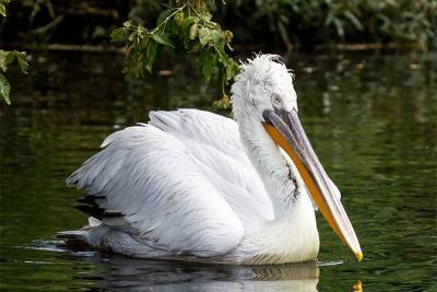 Специалисты посчитают краснокнижных пеликанов на зауральских озерах