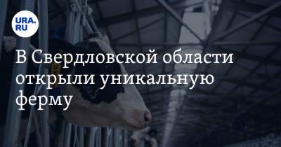 В Свердловской области открыли уникальную ферму. Проект возродит депрессивное село