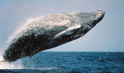 На японский берег выбросило гигантскую тушу кита длиной 14 метров