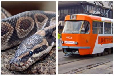 Огромная змея в одесском трамвае ошарашила людей, фото: "Ползала по спине"