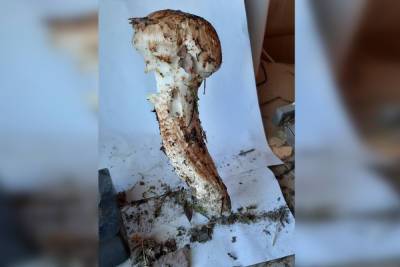 Петербуржцы хвастаются находкой редких грибов