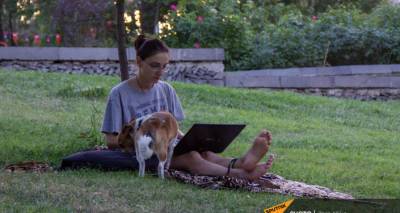 Парки для прогулок с собаками появятся в Ереване - мэрия запускает новую программу, видео