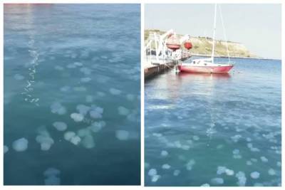 Стаи медуз оккупировали море в Одессе, распугав отдыхающих: нашествие показали на видео