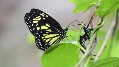 Интересный факт дня: Бабочки разрывают гусениц и пьют их заживо